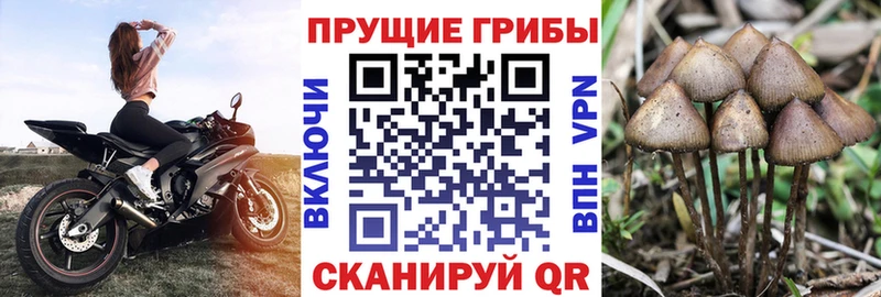Псилоцибиновые грибы Cubensis Нижний Тагил